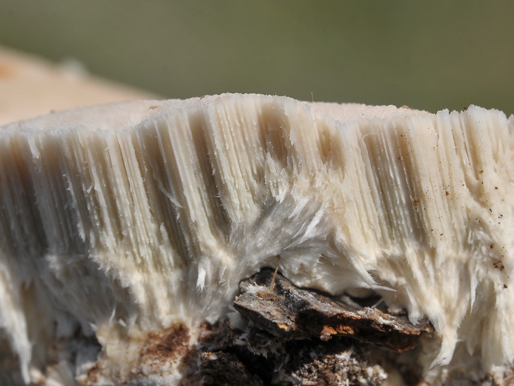 Aphyllophorales corso